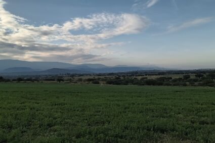 La frontera del miedo: Zacatecas y Aguascalientes bajo la sombra del crimen