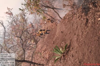 Incendios en sierras de Mazatlán por la guerra intestina del CDS