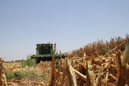 Sinaloa, granero de México, en el abismo